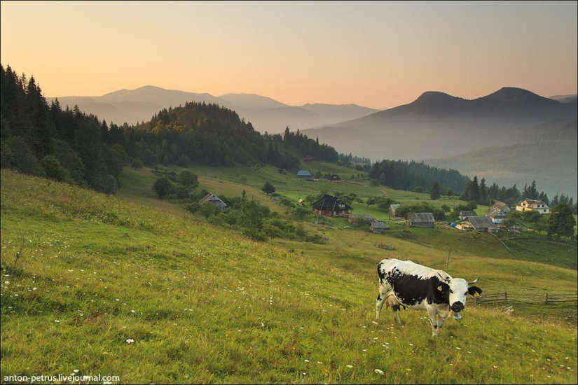 Corazón de Ucrania Corazón de Ucrania