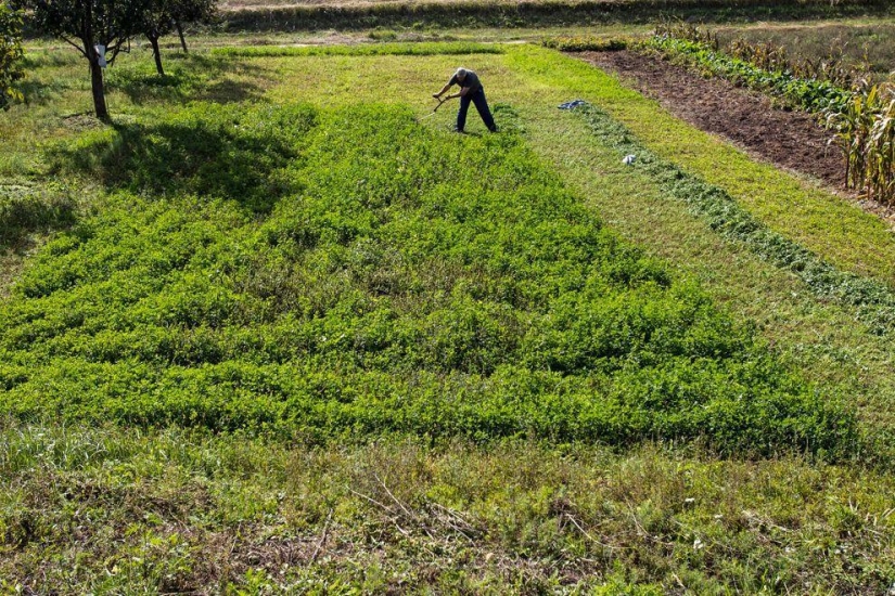Cosecha 2013 Cosecha 2013