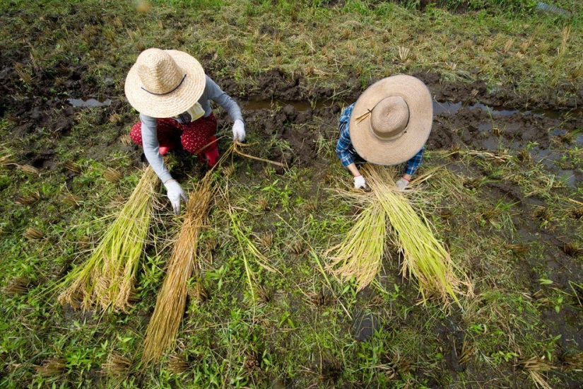 Cosecha 2013 Cosecha 2013