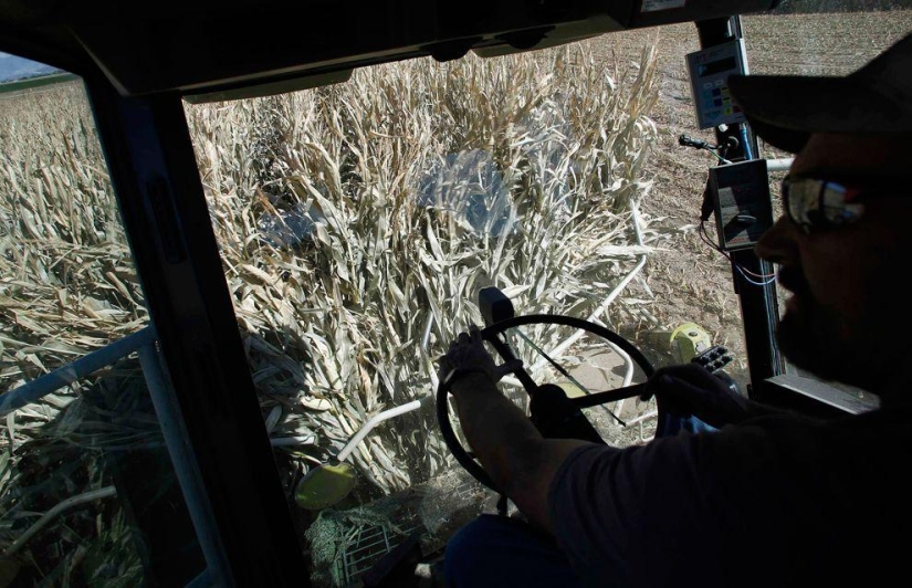 Cosecha 2013 Cosecha 2013