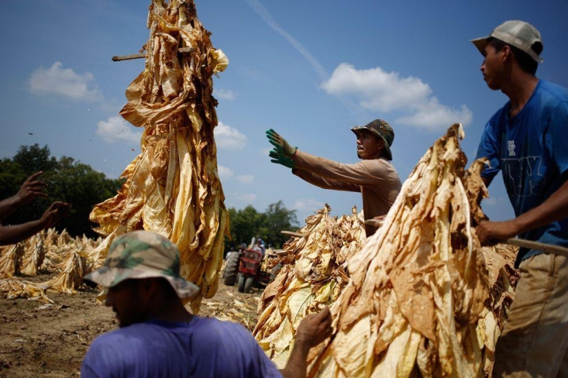 Cosecha 2013 Cosecha 2013