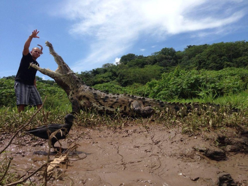 Costa Rica crocodile charmer