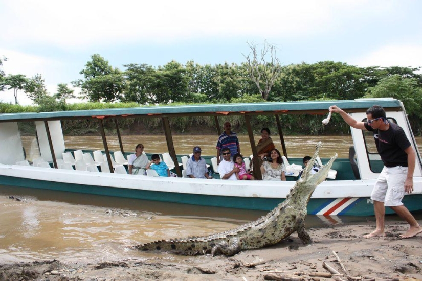 Costa Rica crocodile charmer