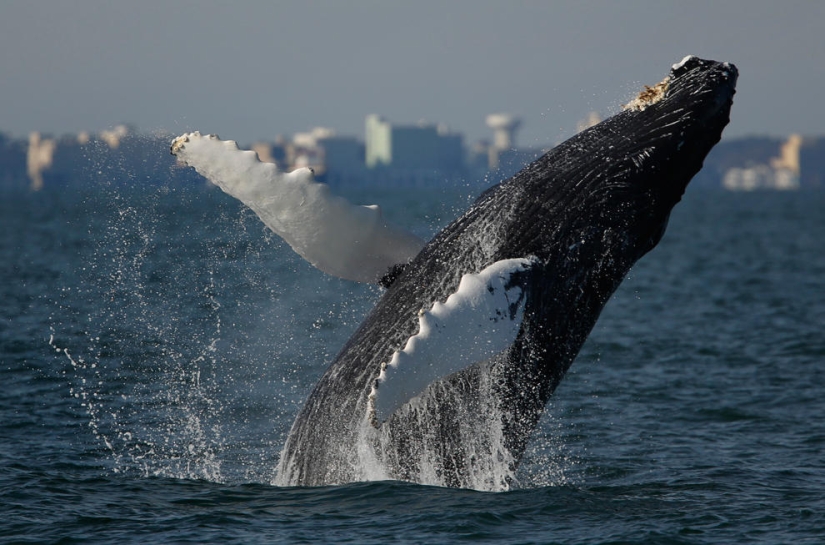 Costas de todo el mundo en imágenes