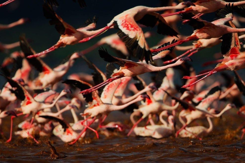 Country of pink flamingos