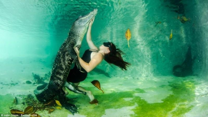 Courageous animal lovers swim with rescued alligators
