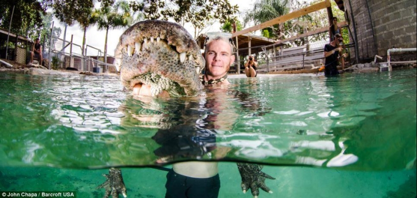 Courageous animal lovers swim with rescued alligators Courageous animal lovers swim with rescued alligators