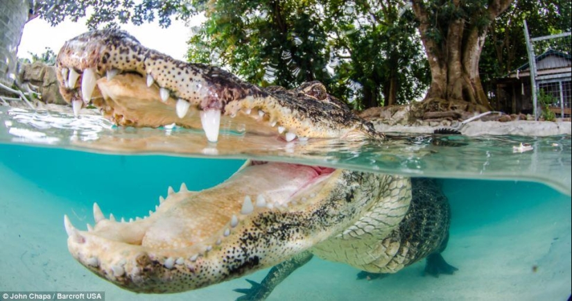 Courageous animal lovers swim with rescued alligators Courageous animal lovers swim with rescued alligators