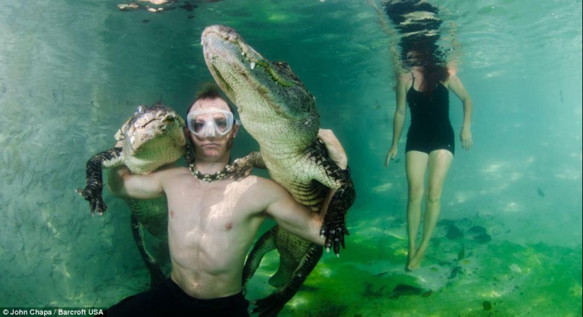 Courageous animal lovers swim with rescued alligators Courageous animal lovers swim with rescued alligators