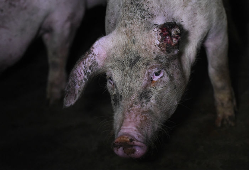 Creepy photo project about the life of pigs on farms