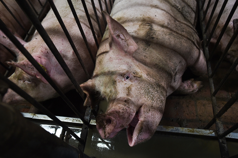 Creepy photo project about the life of pigs on farms