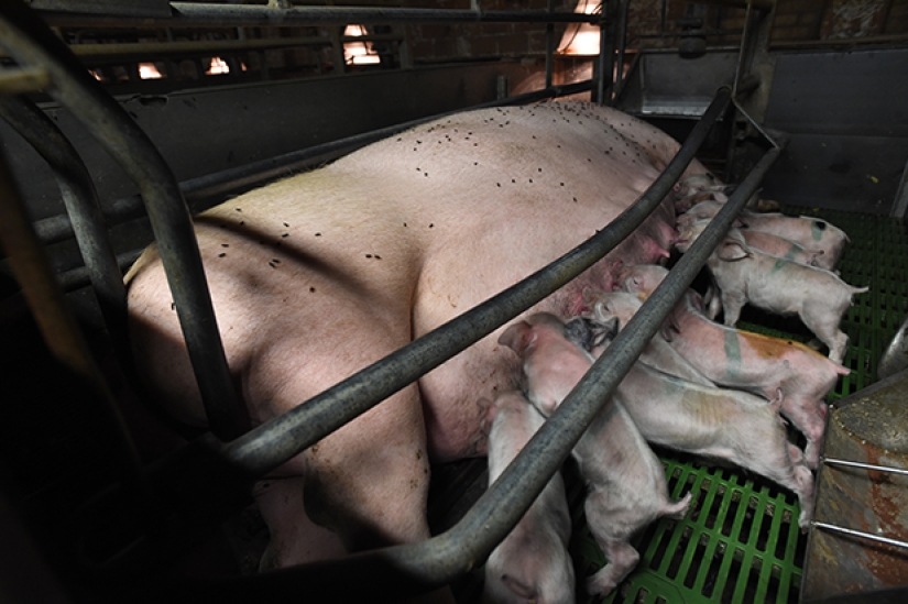 Creepy photo project about the life of pigs on farms