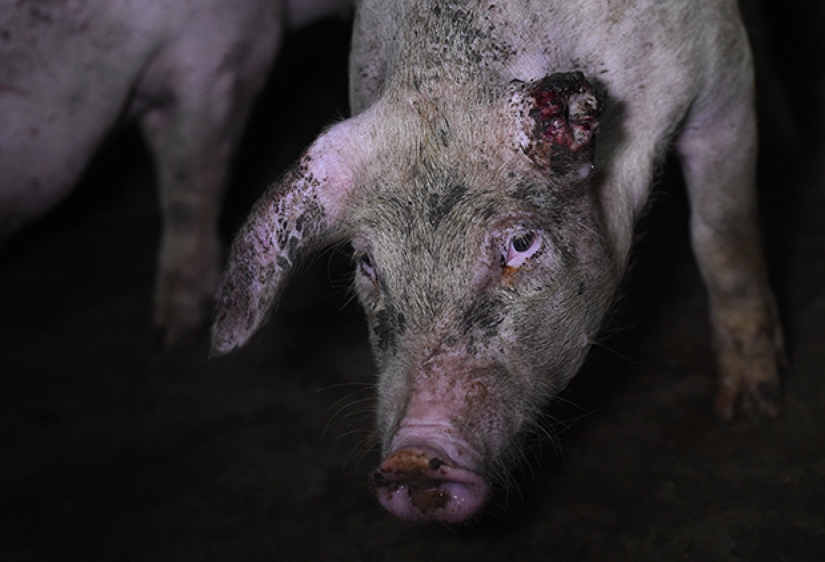 Creepy photo project about the life of pigs on farms