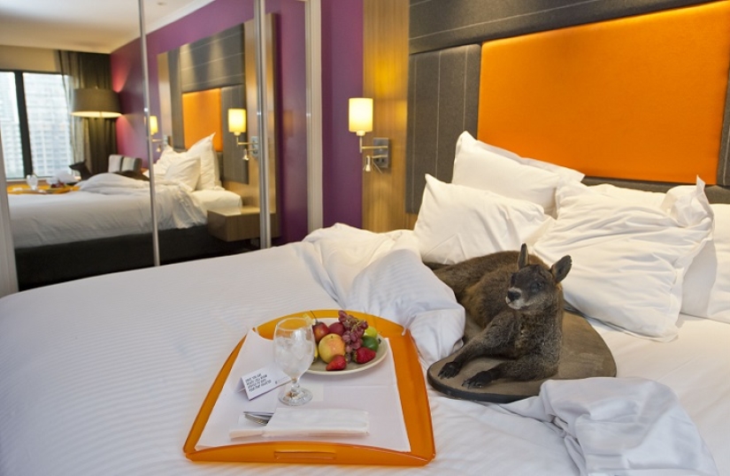 Creepy: scarecrow hotel in Sydney