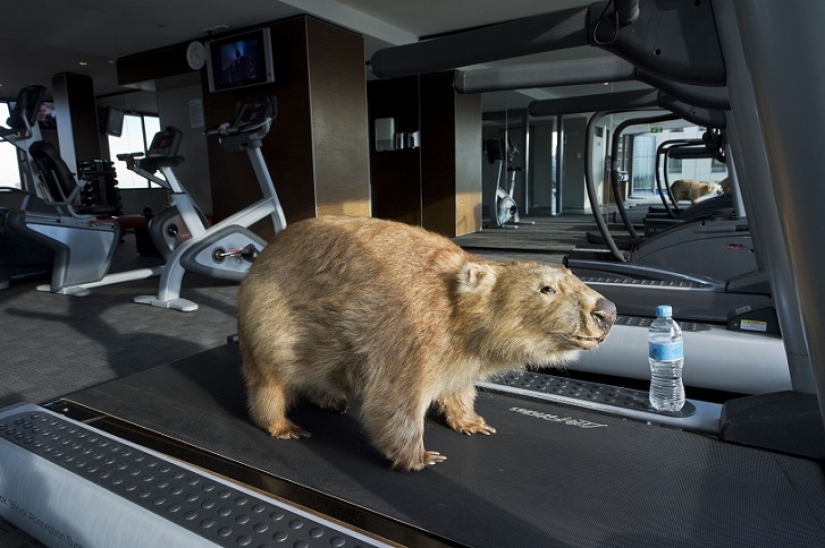 Creepy: scarecrow hotel in Sydney