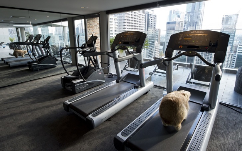 Creepy: scarecrow hotel in Sydney