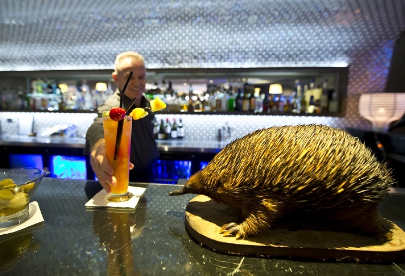 Creepy: scarecrow hotel in Sydney