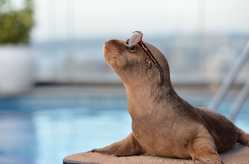 Creepy: scarecrow hotel in Sydney