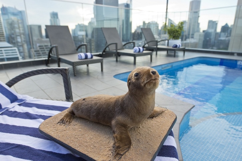 Creepy: scarecrow hotel in Sydney