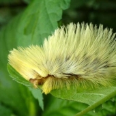 Criaturas de fuego Megalopyge lanata