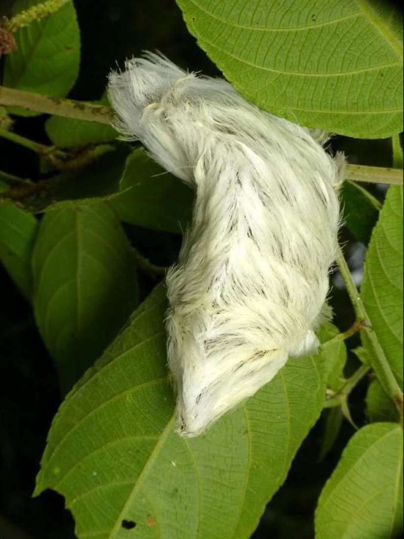 Criaturas de fuego Megalopyge lanata Criaturas de fuego Megalopyge lanata