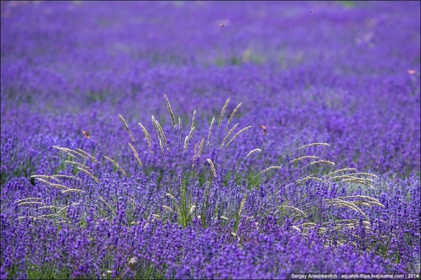 Crimean Provence. Lavender fields in Crimea