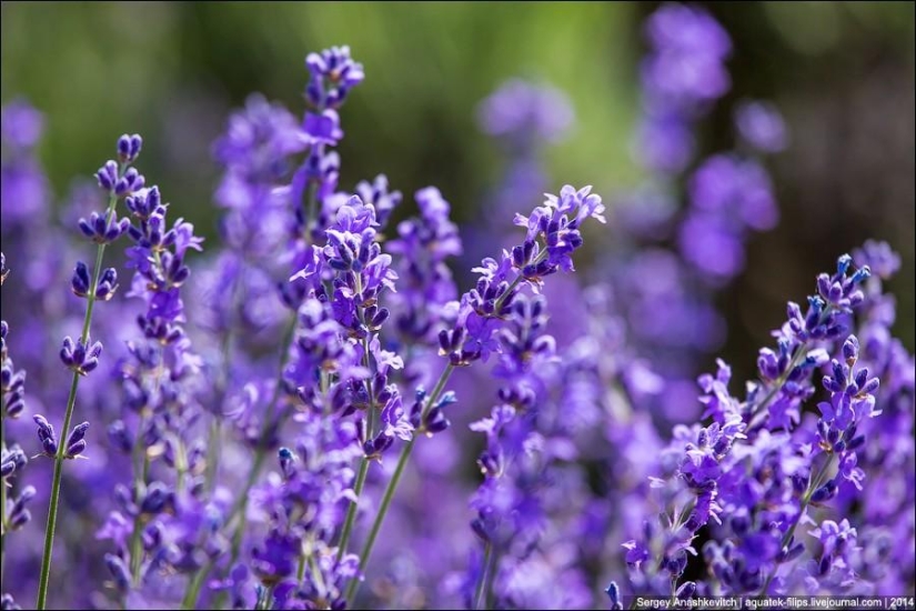 Crimean Provence. Lavender fields in Crimea