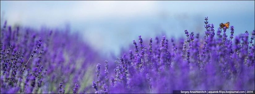 Crimean Provence. Lavender fields in Crimea