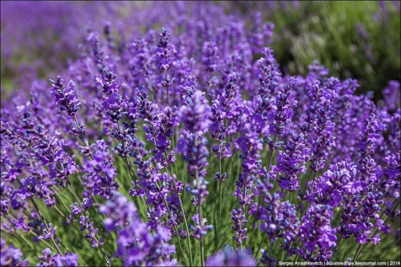 Crimean Provence. Lavender fields in Crimea