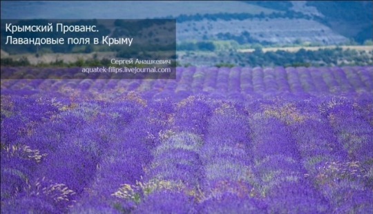 Crimean Provence. Lavender fields in Crimea Crimean Provence. Lavender fields in Crimea