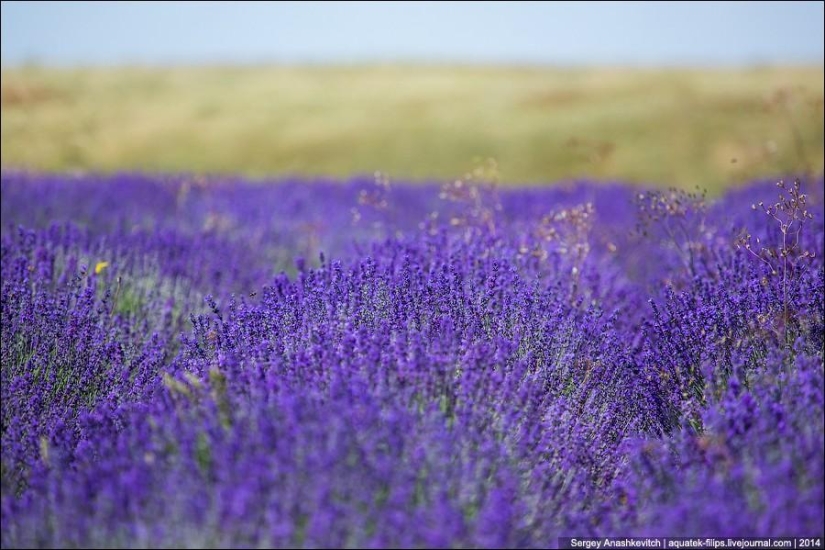 Crimean Provence. Lavender fields in Crimea