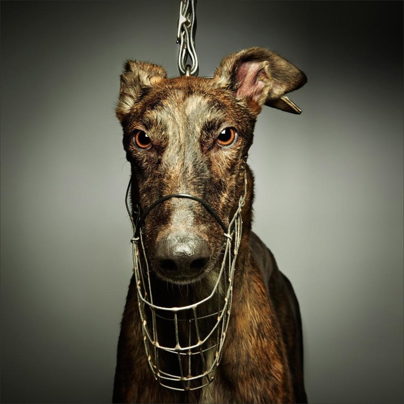 Cuanto más conozco a la gente, más me gustan los perros. Cuanto más conozco a la gente, más me gustan los perros.