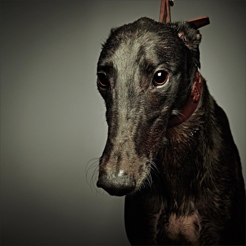 Cuanto más conozco a la gente, más me gustan los perros. Cuanto más conozco a la gente, más me gustan los perros.