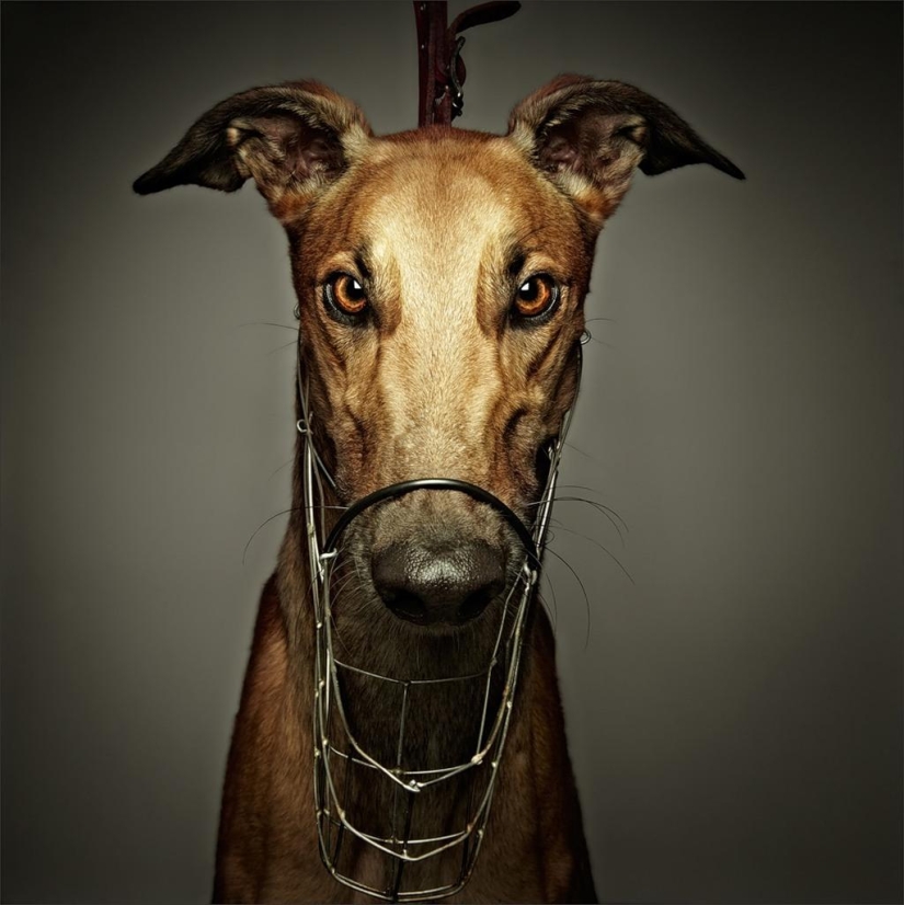 Cuanto más conozco a la gente, más me gustan los perros. Cuanto más conozco a la gente, más me gustan los perros.