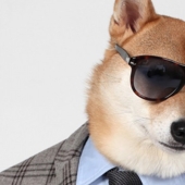 ¿Cuánto ganan perros y gatos con Internet?