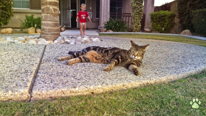 ¿Cuánto ganan perros y gatos con Internet? ¿Cuánto ganan perros y gatos con Internet?
