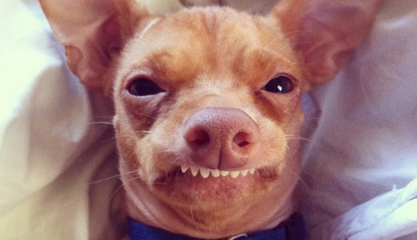 ¿Cuánto ganan perros y gatos con Internet? ¿Cuánto ganan perros y gatos con Internet?