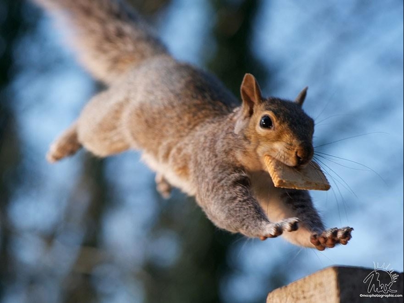 Curious squirrels captured by British photographer