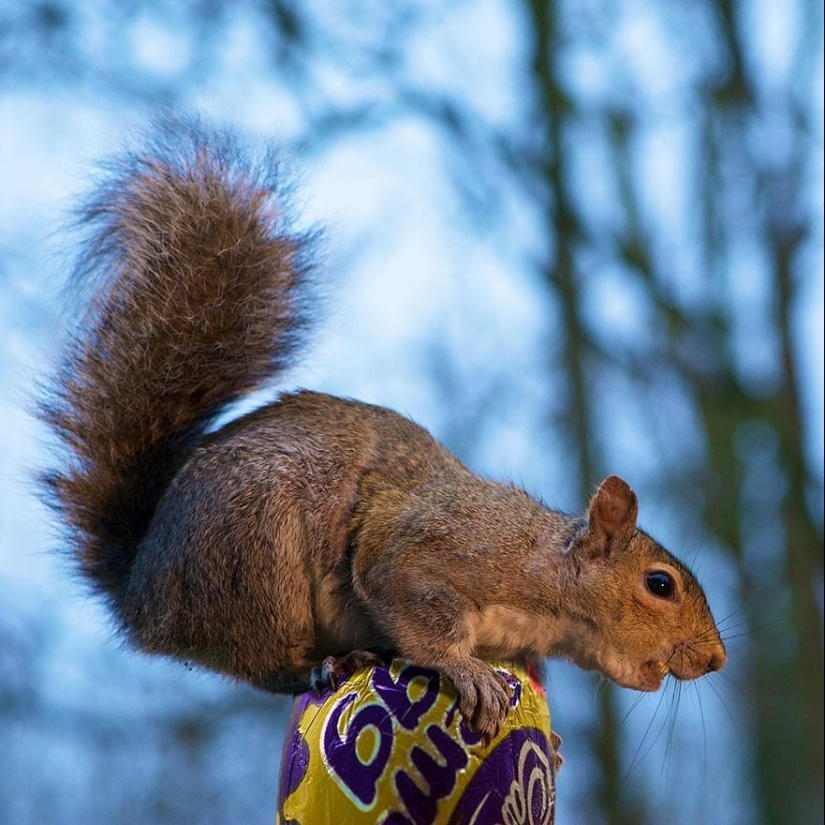 Curious squirrels captured by British photographer