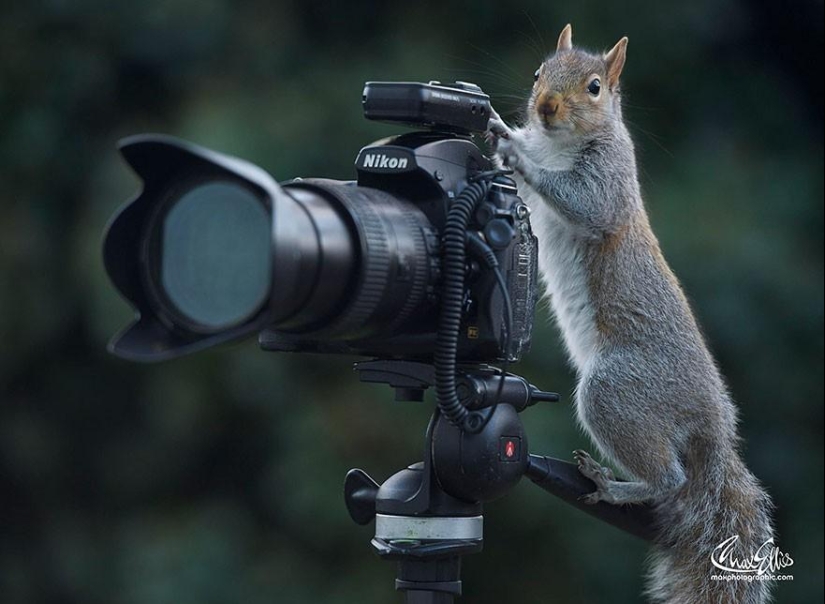 Curious squirrels captured by British photographer