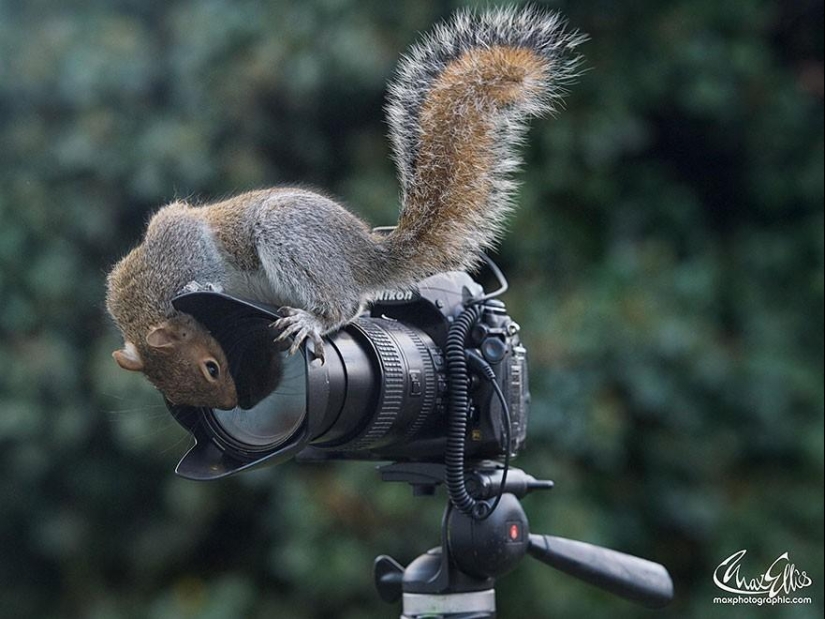 Curious squirrels captured by British photographer