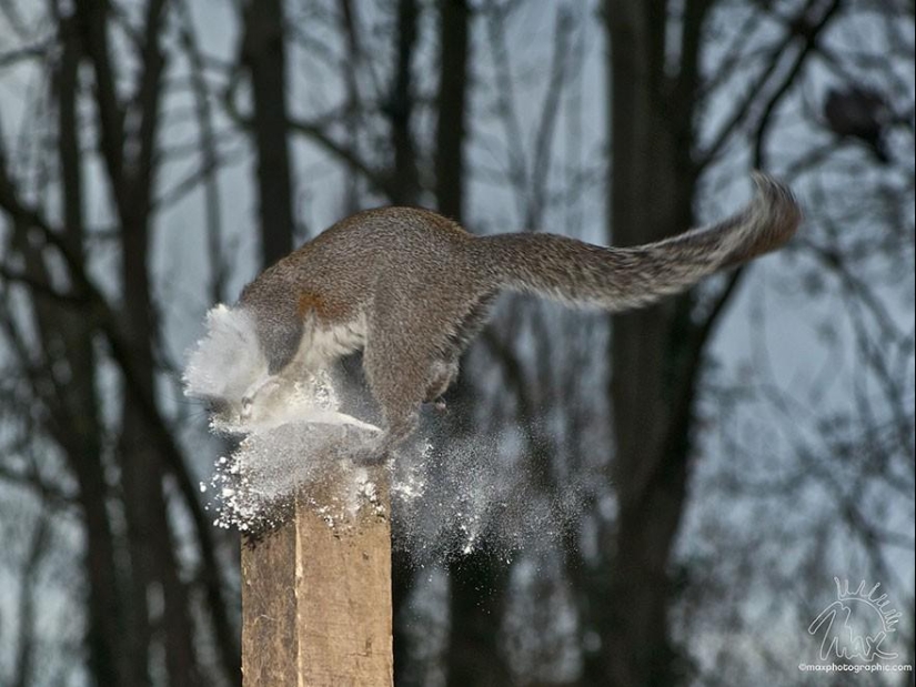 Curious squirrels captured by British photographer