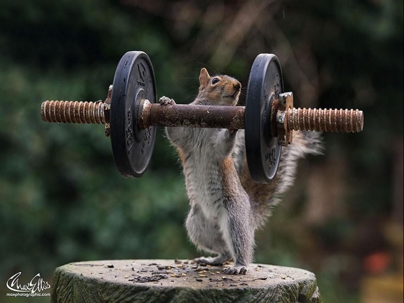 Curious squirrels captured by British photographer
