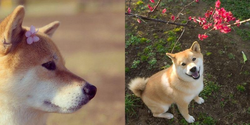 Cute dog Marutaro Cute dog Marutaro