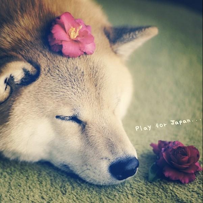 Cute dog Marutaro Cute dog Marutaro