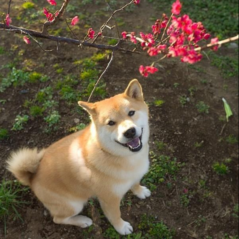 Cute dog Marutaro Cute dog Marutaro