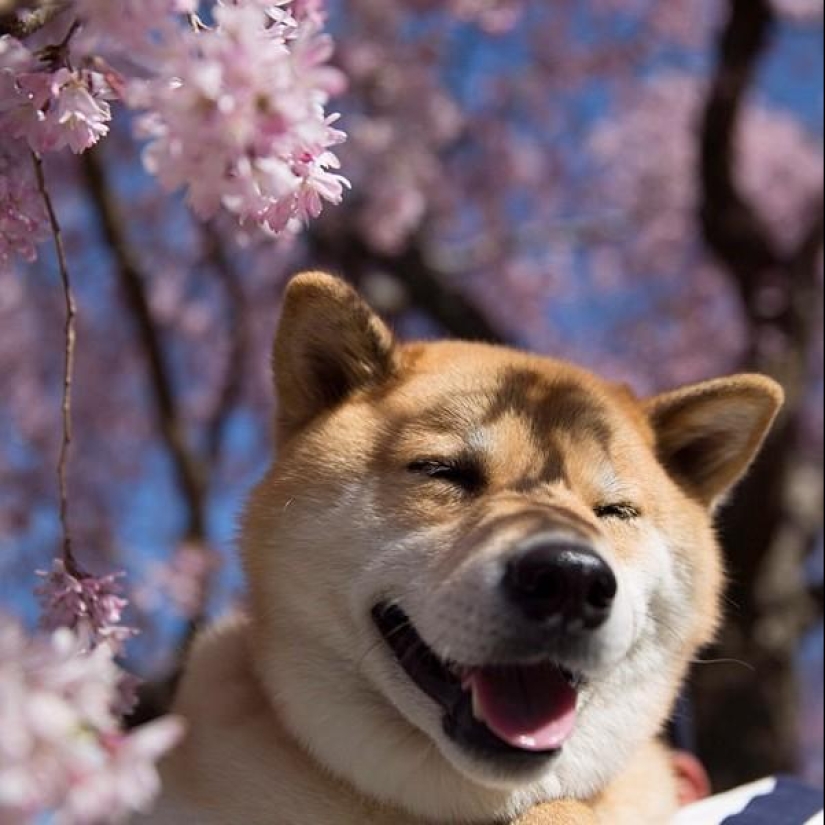 Cute dog Marutaro Cute dog Marutaro