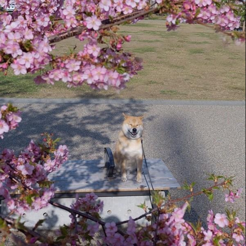 Cute dog Marutaro Cute dog Marutaro