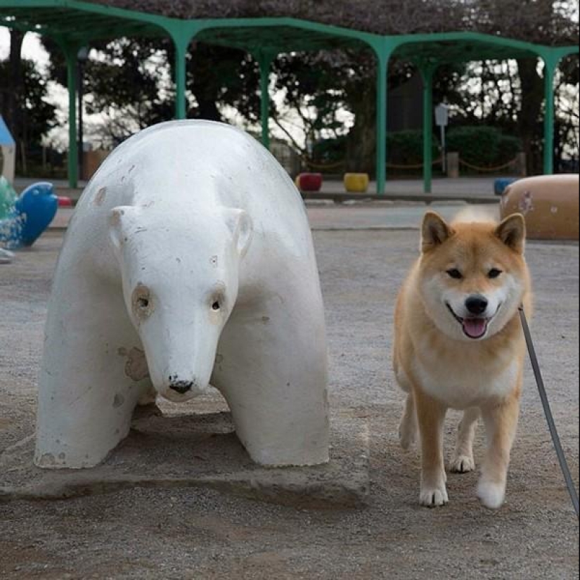 Cute dog Marutaro Cute dog Marutaro