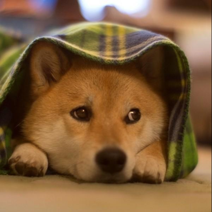 Cute dog Marutaro Cute dog Marutaro